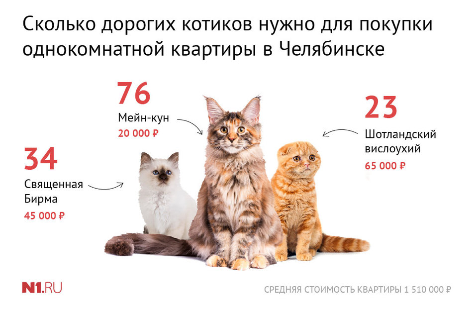 Сколько котика. Сколько котиков. Сколько от котиков. Сколько было котиков. Сколько будет котики.