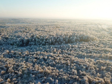 100% от плана. В Нижегородской области восстановили 14,6 тыс. га лесов 
