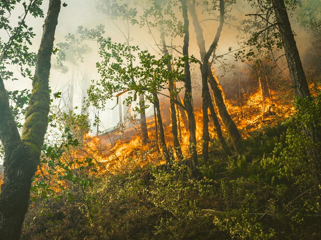 Россельхоз: пик лесных пожаров в Свердловской области придется на вторую половину июля